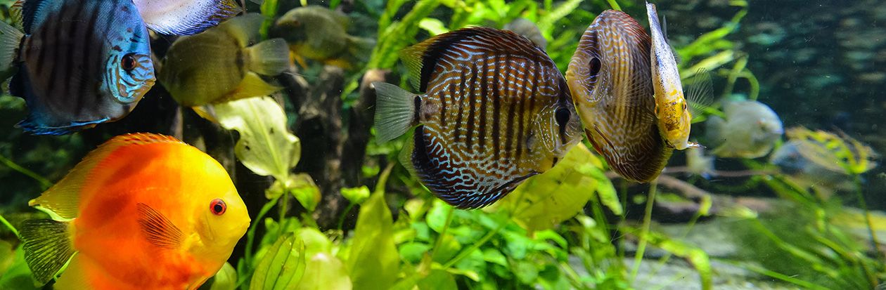 bunte Diskus-Fische im Aquarium