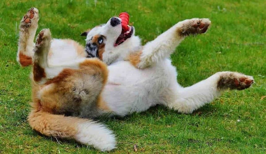 Hund spielt Hund spielt mit einem roten Gummispielzeug