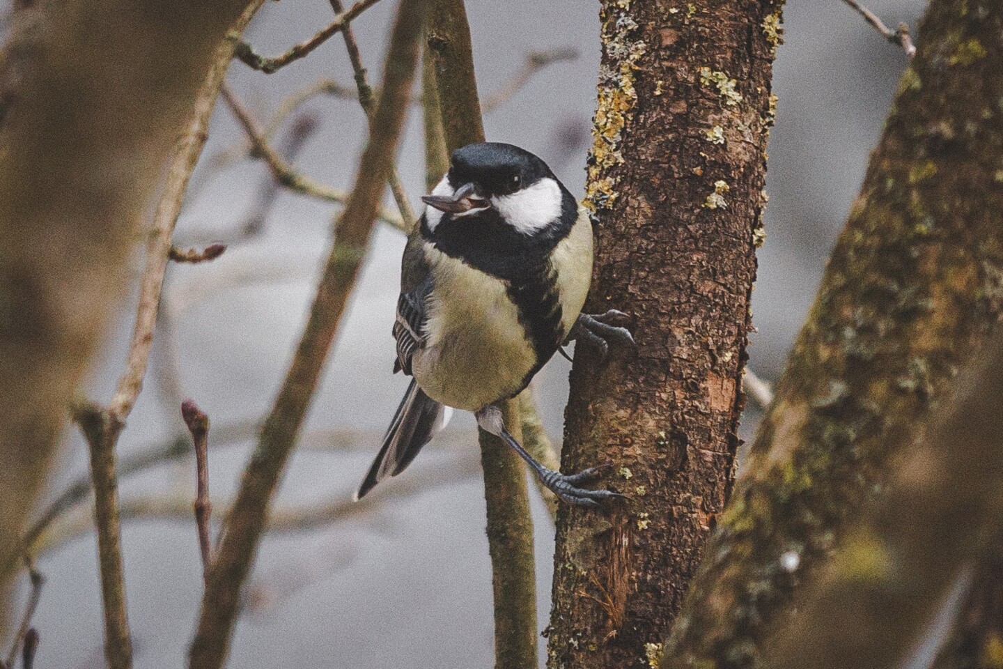 Meise mit Futter im Schnabel