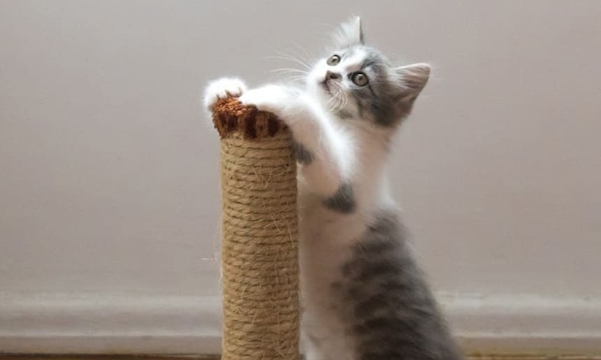 Kratzbaum Katze steht an einem Kratzbaum