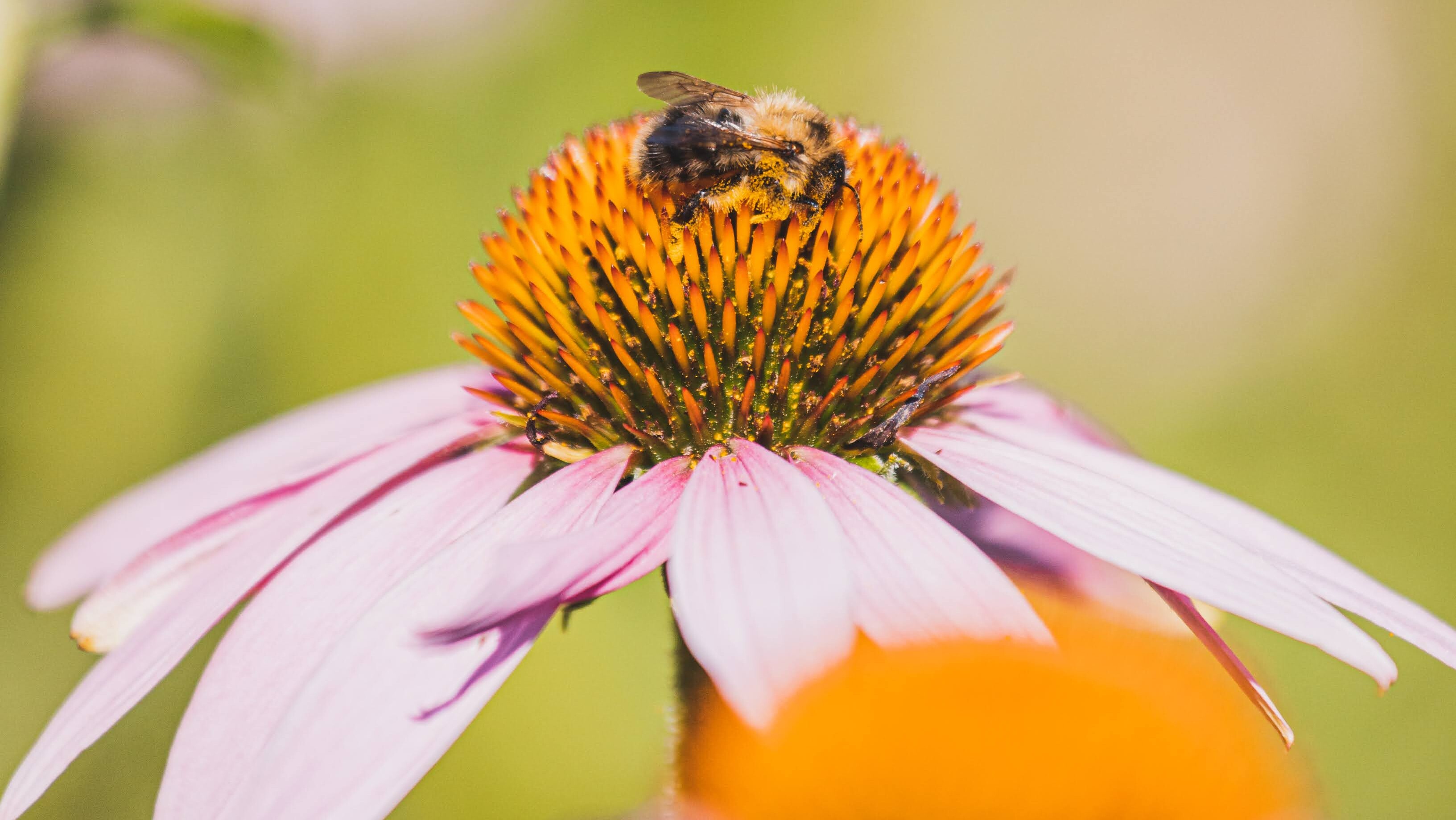 Tipps für einen insektenfreundlichen Garten