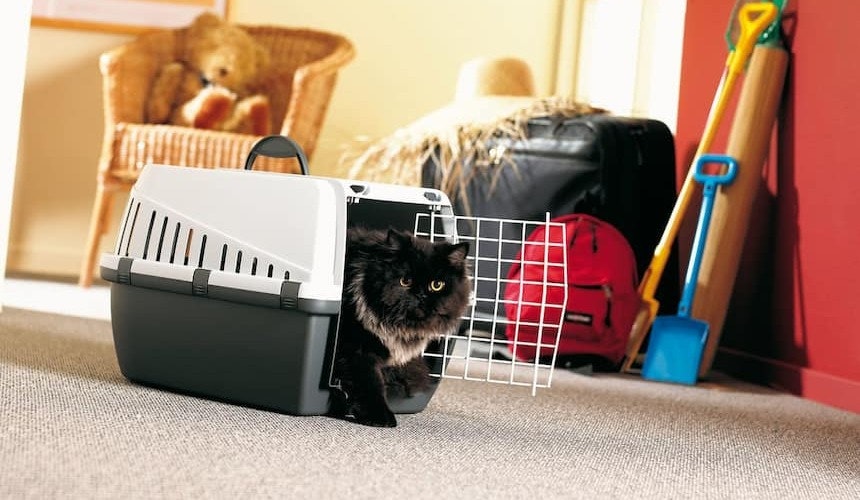 Früh dran gewöhnen: Transportbox für Katzen Katze steigt aus Transportbox aus