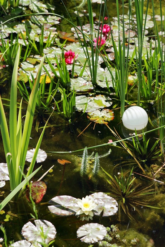 Den Wasserpflanzen gefällt der naturnahe Teich Viele Wasserpflanzen wachsen im Teich