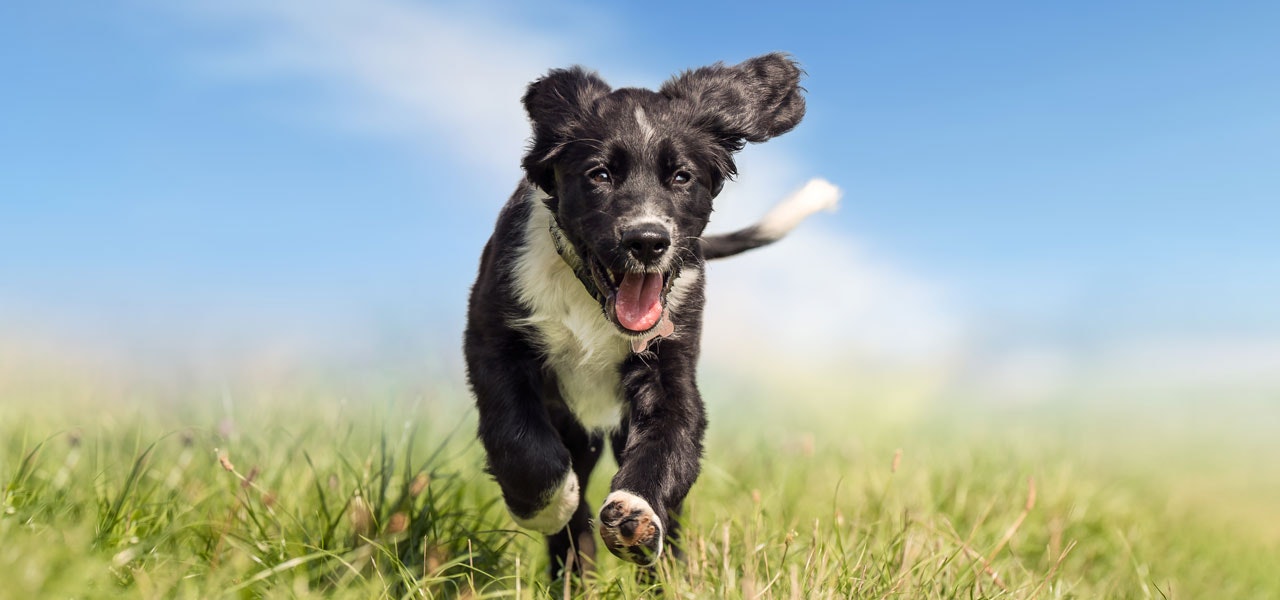 Kleinmetall Hundetransportschutz Kleinmetall Markenlogo