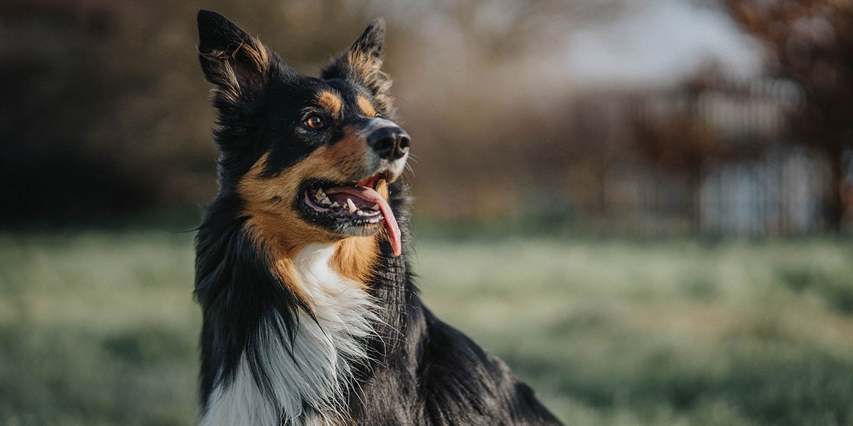 Almo Nature Markenwelt Hund Hund auf einer Wiese