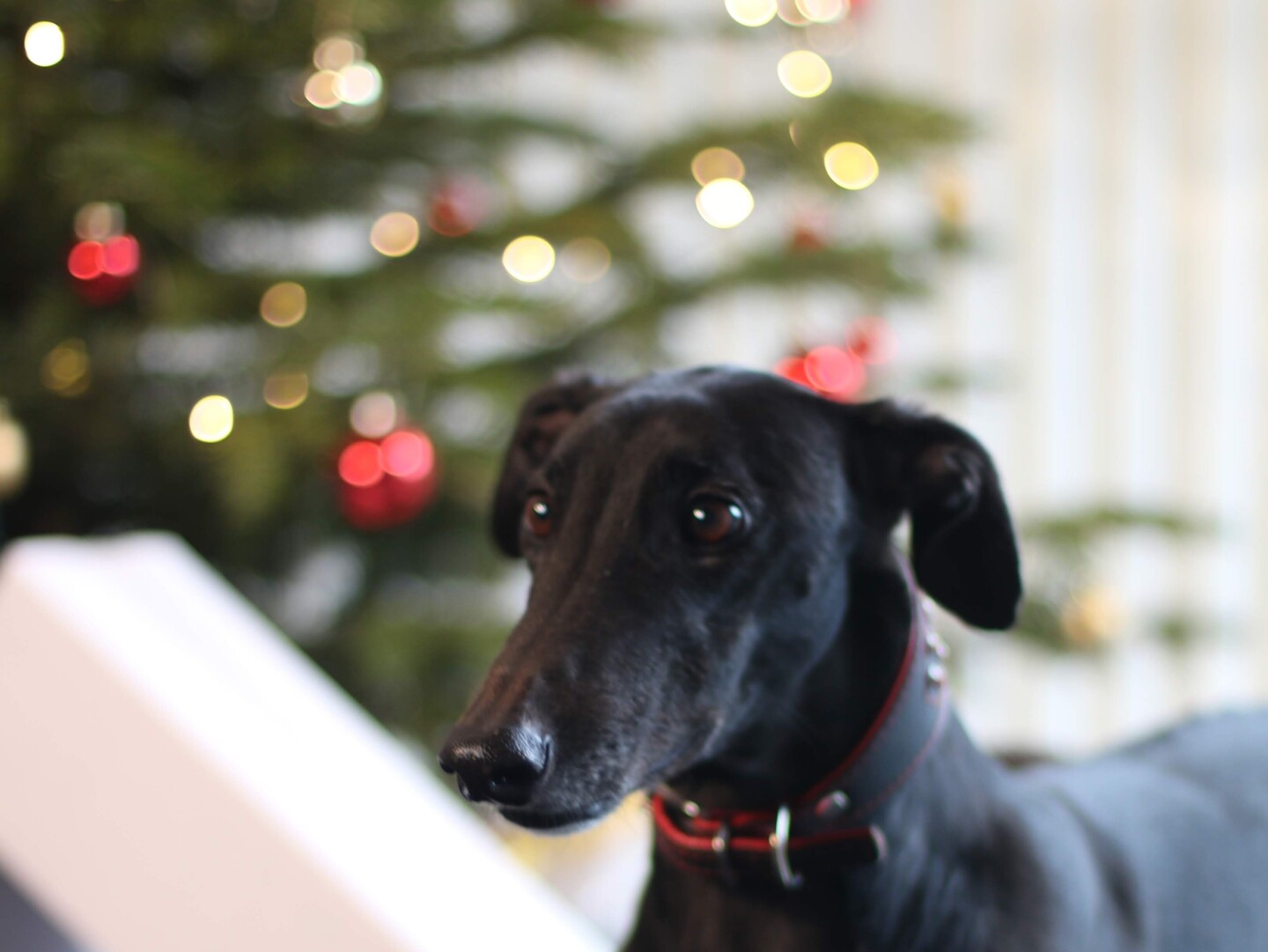 Schwarzer Hund steht vor festlich geschmücktem Weihnachtsbaum