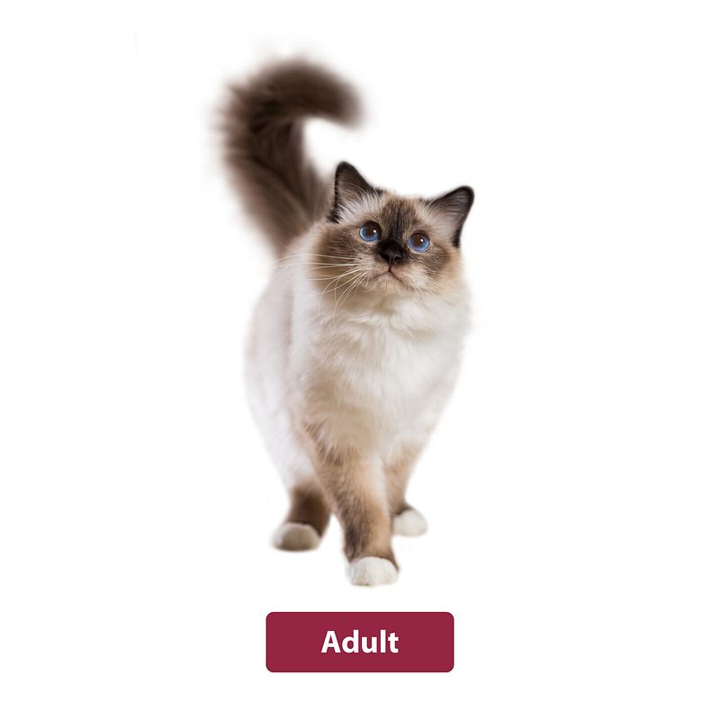 animonda Adult Hundefutter