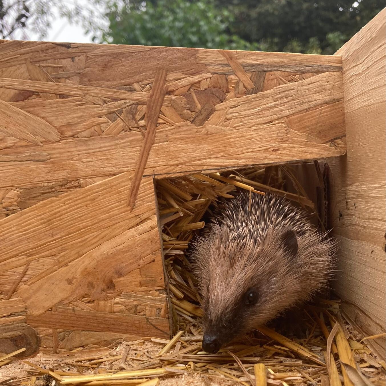Igel im Garten helfen