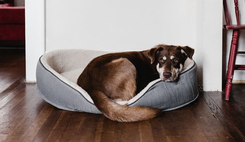 Hund im Körbchen Ein großer Hund liegt in seinem Hundekörbchen