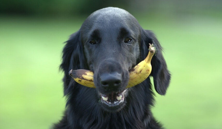 Welche Obst- und Gemüsesorten eigenen sich für BARF Schwarzer Hund mit Banane im Maul