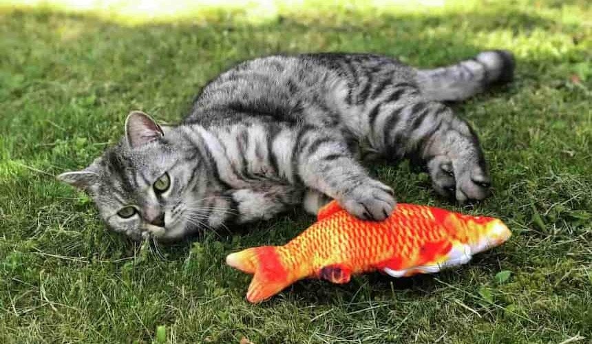 Spielzeugfisch Die Katze spielt mit einem Spielzeug-Fisch