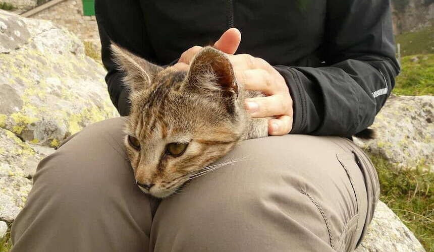 Katze nach Zecken untersuchen Tasten Sie die Katze regelmäßig ab, um Zecken früh zu finden