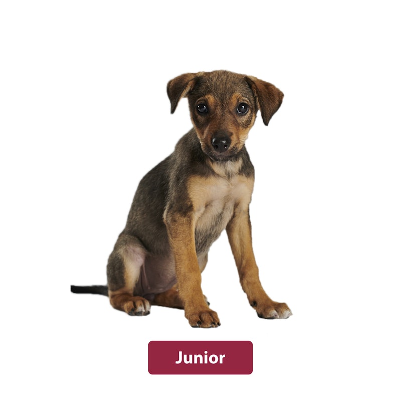 animonda Junior Hund animonda Junior Hundefutter