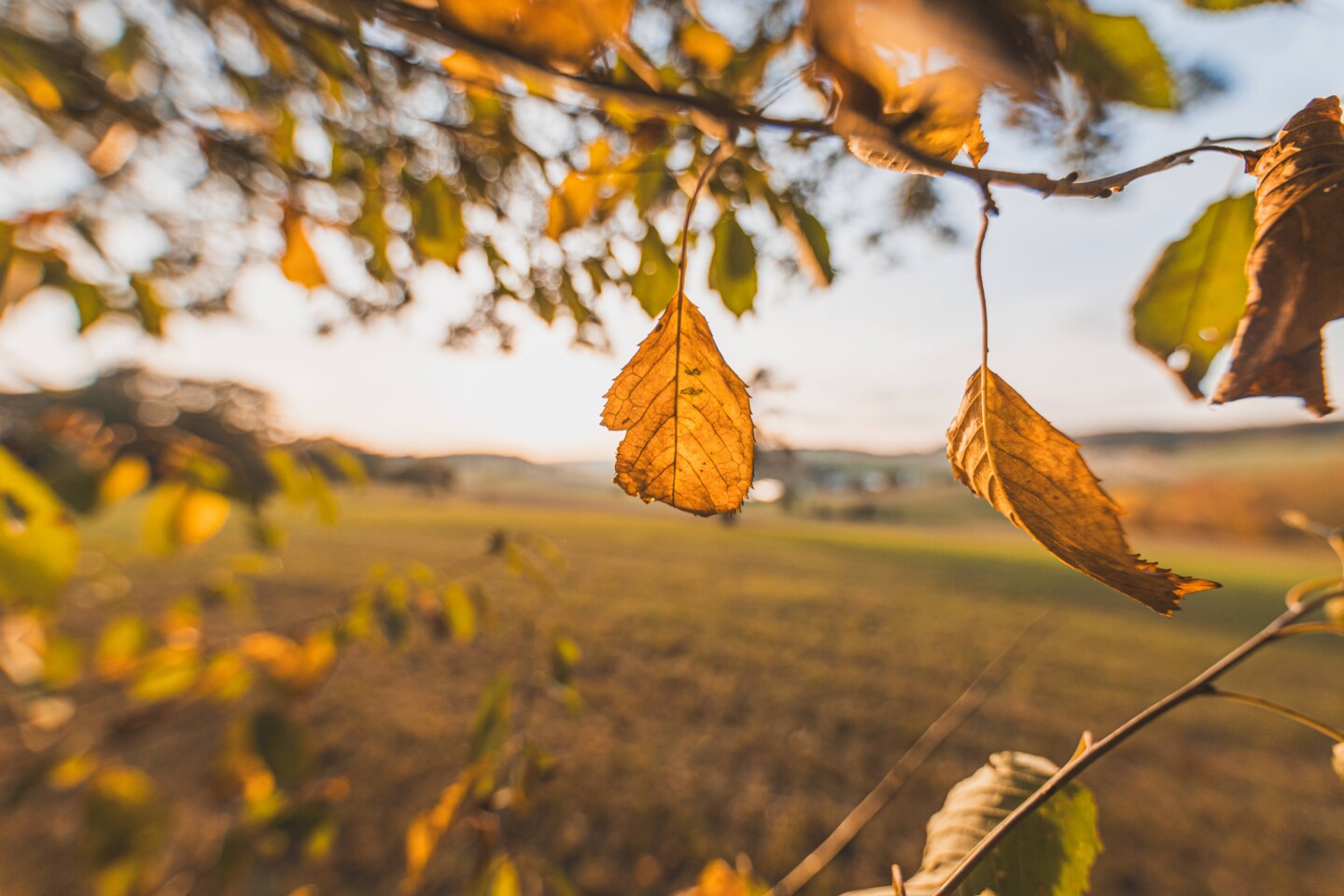 Der Ast eines Baumes mit gelbem Herbstlaub vor blauem Himmel