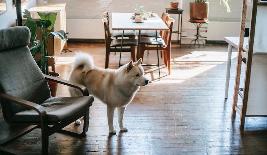 Hund im neuen Zuhause: was wird benötigt? Hund im neuen Zuhause