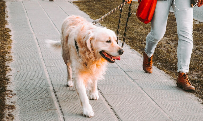 Zusammen glücklich: Was gibt es schöneres als eine Gassirunde Golden Retriever an der Leine