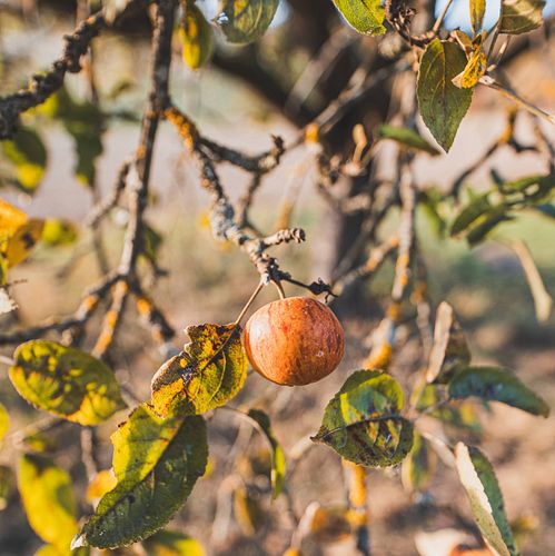 Erntezeit im Herbst