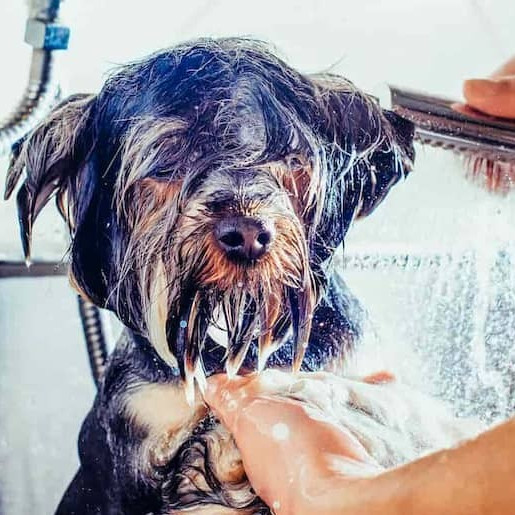 Wie pflege ich meinen Hund?