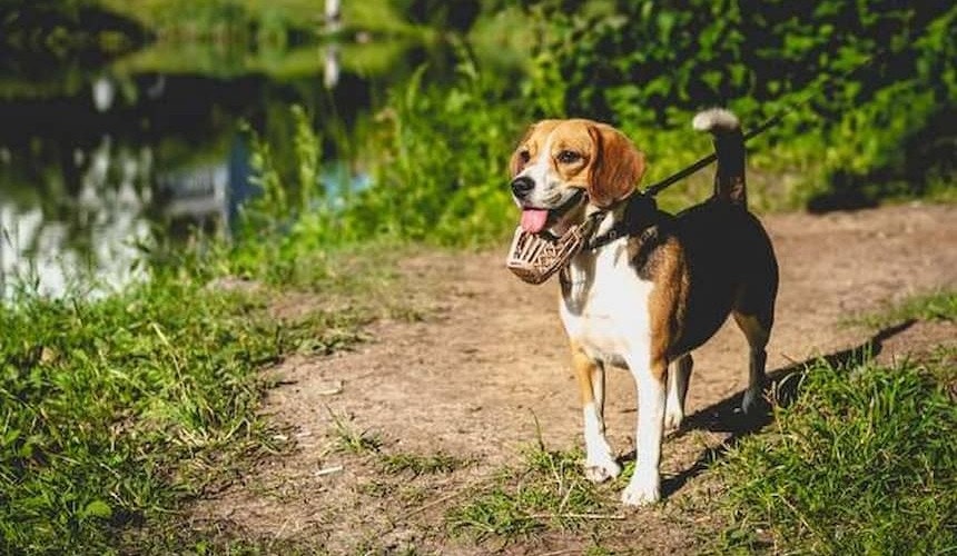 Beagle mit Maulkorb unter der Schnauze beim Gassi gehen weißbraun gefleckter Beagle steht im Grünen mit einem Maulkorb unter der Schnauze