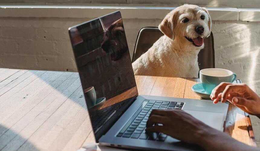 Cremefarbener Hund sitzt mit am Schreibtisch cremefarbender Hund sitzt auf einem Stuhl und beobachtet eine Person am Schreibtisch, die am Laptop arbeitet