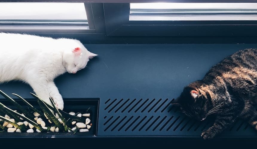 Katzen auf der Fensterbank Katzen schlafen auf der Fensterbank