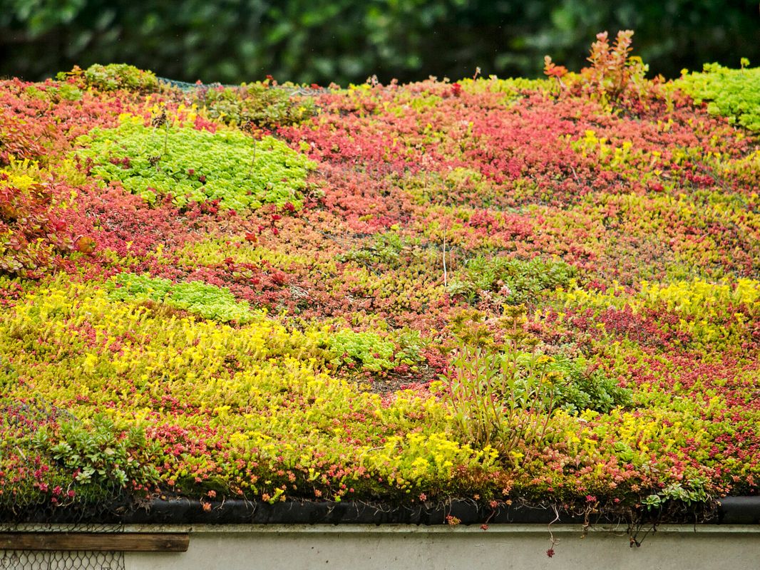 Sedum in verschiedenen Farben - leuchtende Rot- und Orangetöne
