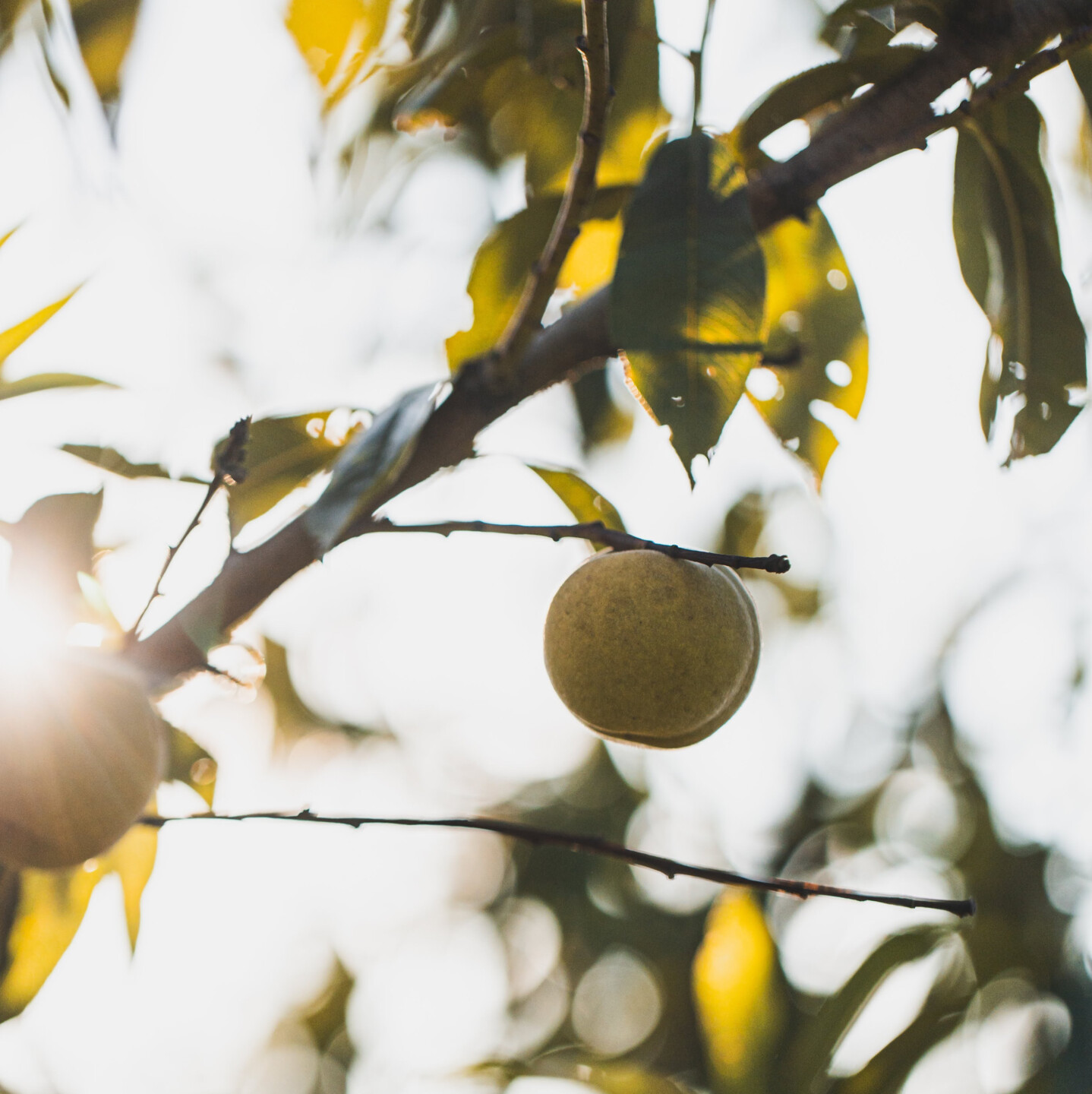 Herbstzeit ist nicht nur Baumschnitt-Zeit, sondern natürlich auch Kürbiszeit