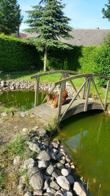 Gartenteich
