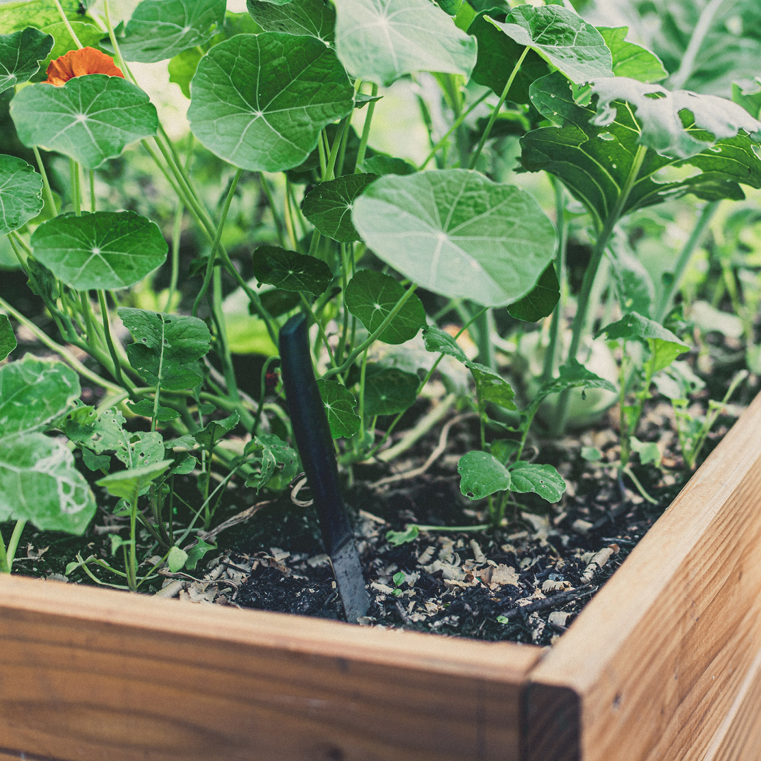 Hochbeet: der kleine Garten in der Kiste.