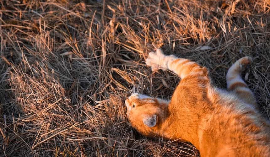 Katze liegt auf der Wiese Katze wälzt sich auf der Wiese