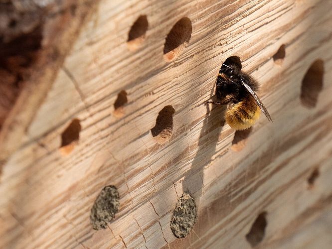 Summende Bienenparty in Ihrem Garten