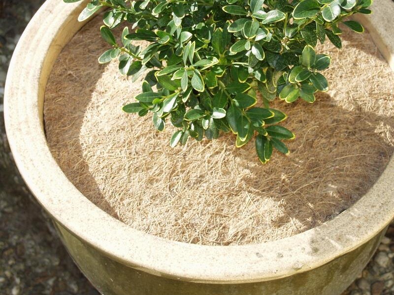 Noor Kokosscheibe Winterschutz in verschiedenen Durchmessern