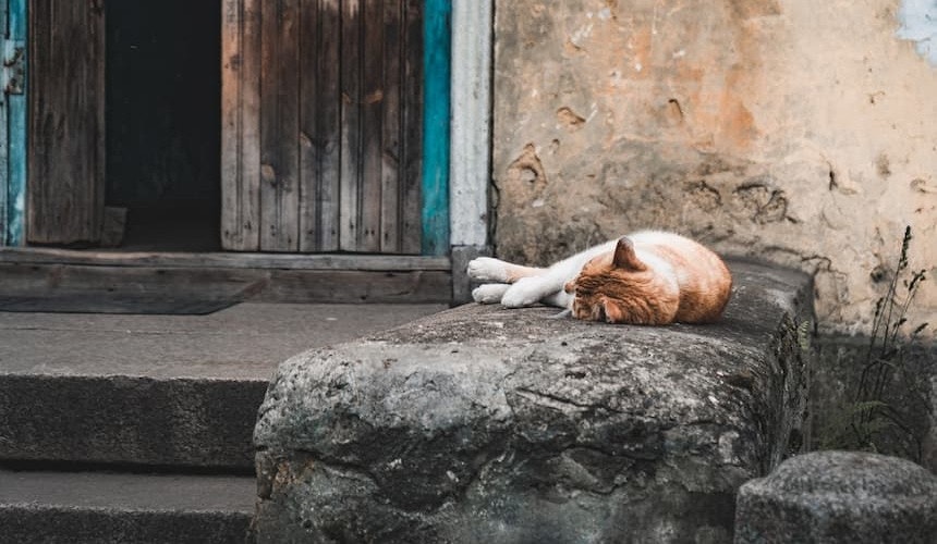Abkühlung schafft zur Not ein schattiges Plätzchen Katze schläft auf einem kühlen Stein vor einer alten Haustüre