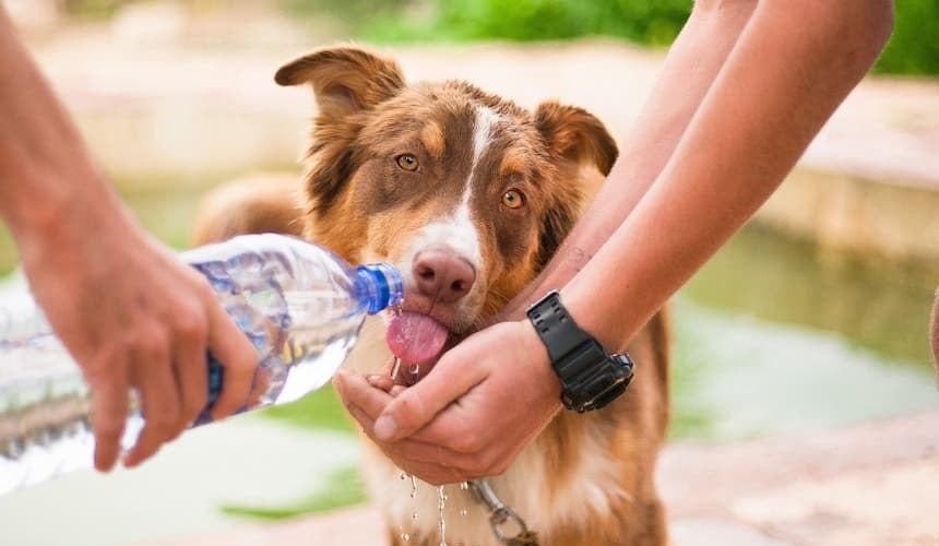 Unbedingt darauf achten, dass der Hund ausreichend trinkt! Hund bekommt Wasser aus einer Flasche