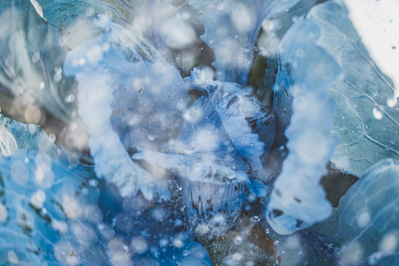 frischer Salat aus dem Garten