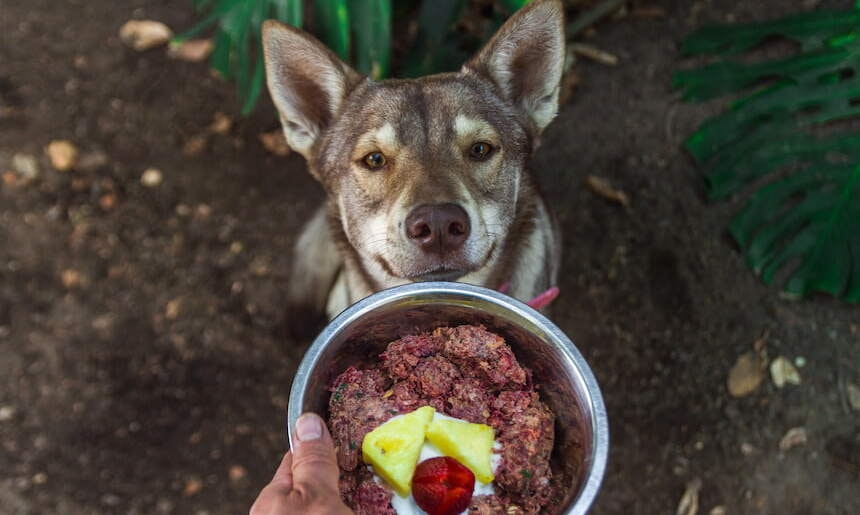 Lecker BARF für Hunde Hund bekommt einen Napf mit BARF Futter