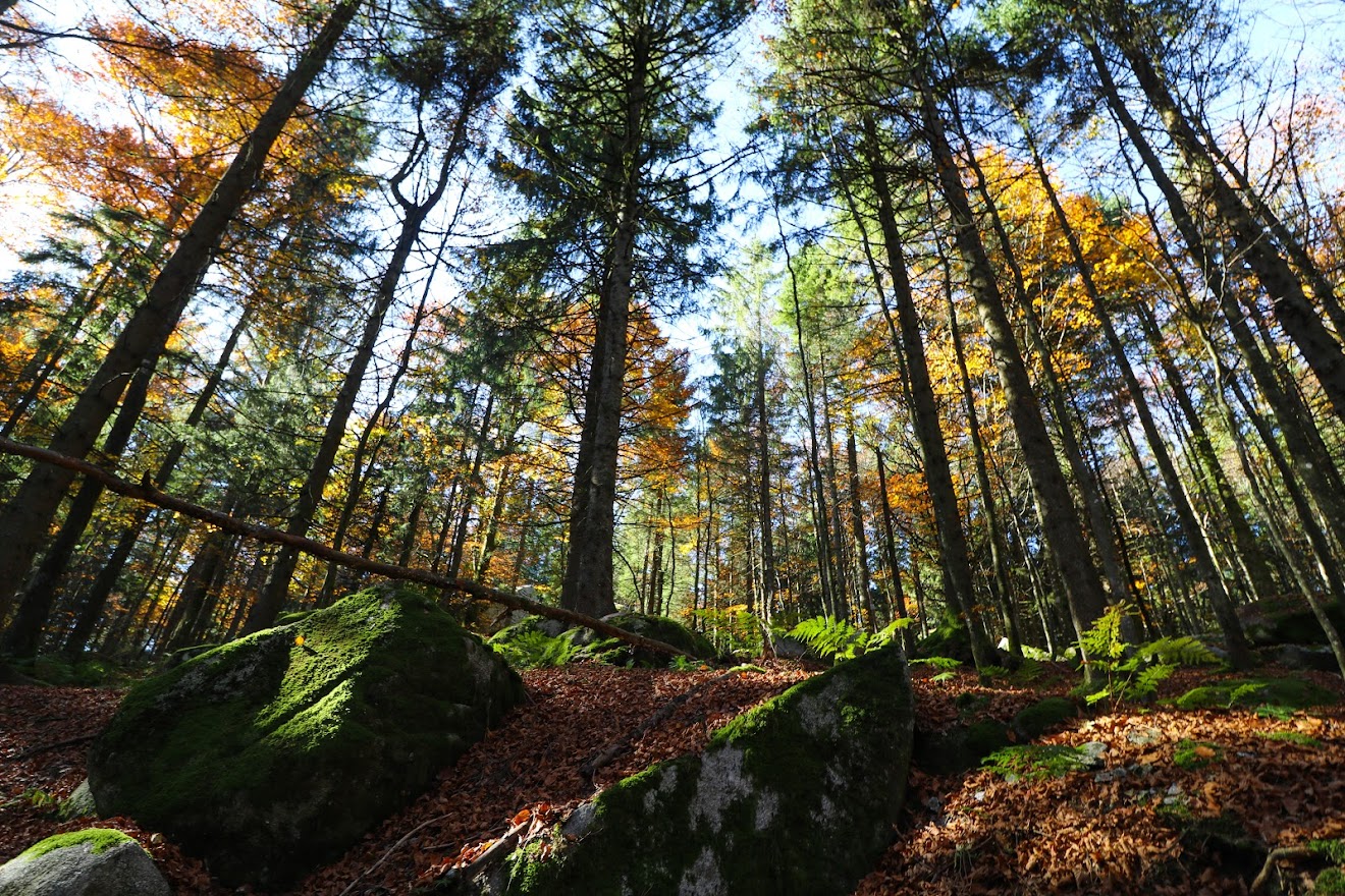 Holzarten im Außenbereich