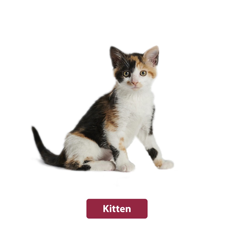 animonda Kitten animonda Kitten Katzenfutter