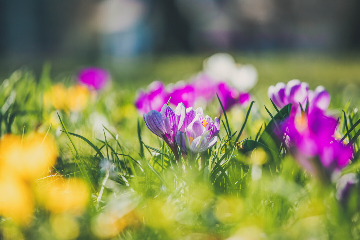 Im Frühjahr erblüht der Garten wieder in wunderschönen Farben.