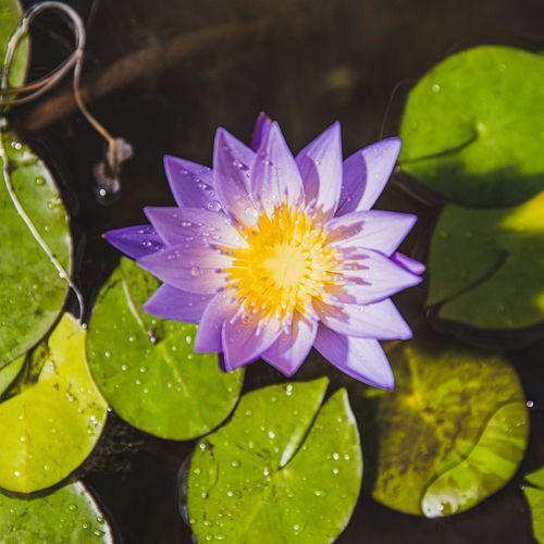 Frühlingserwachen im Gartenteich: Vorbereitungen für die neue Saison!