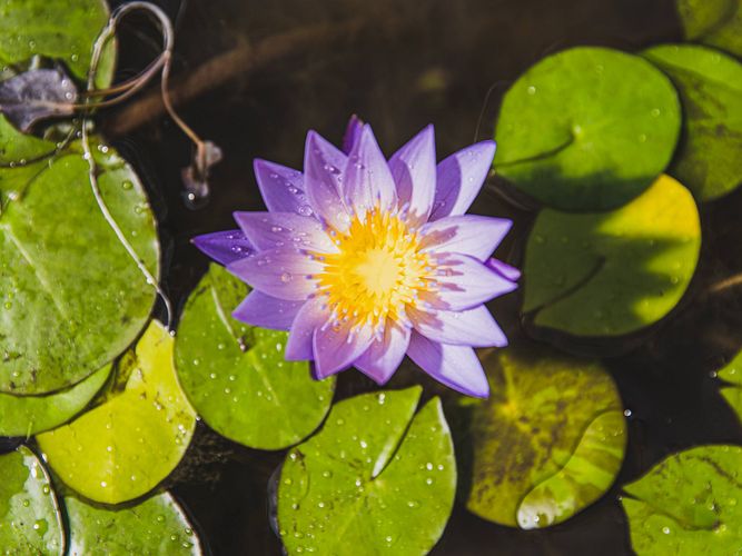 Frühlingserwachen im Gartenteich: Vorbereitungen für die neue Saison!