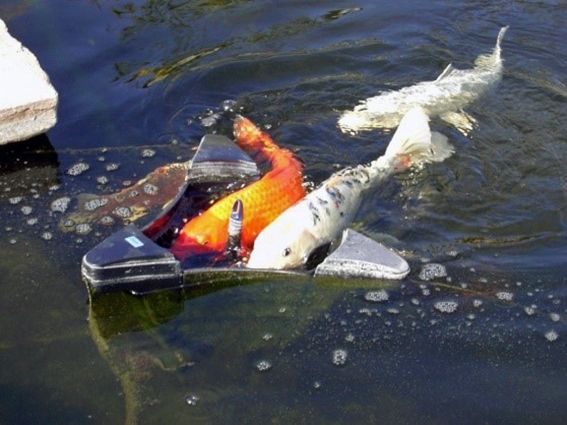 Teich mit Kois