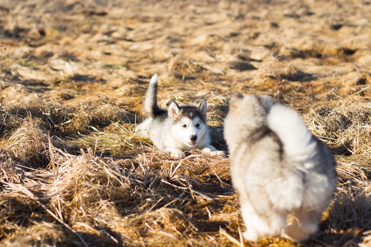 JOSERA Youngstar Zwei Huskey-Welpen spielen auf einer Wiese