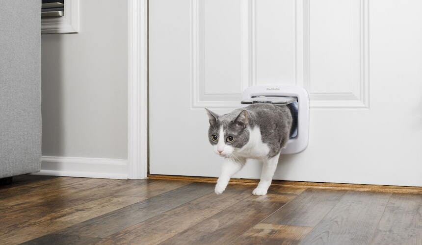 Katzenklappe Katze klettert durch eine Katzenklappe in der Tür