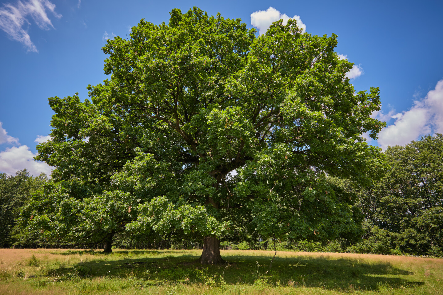 Eine alte Eiche steht imposant auf einer Wiese bei blauem Himmel und Sonnenschein