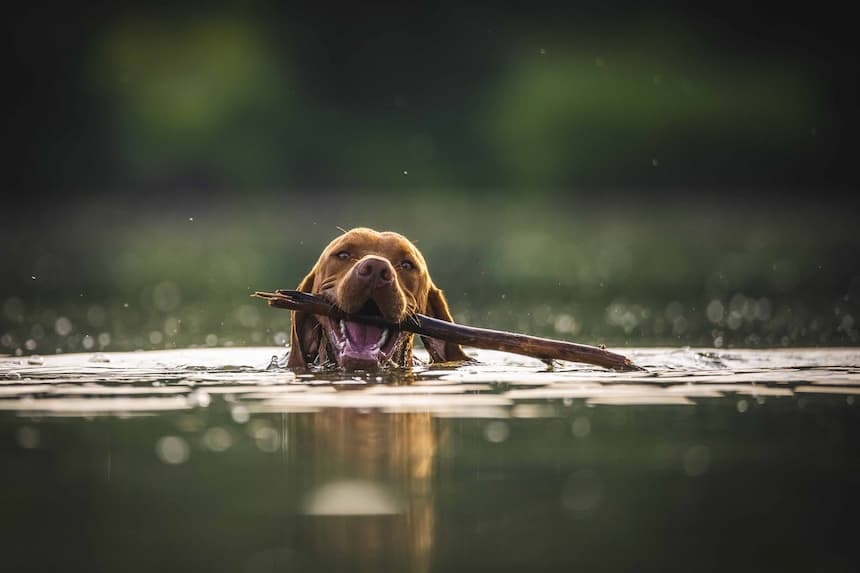 Wasserrute vorbeugen: nicht zu lange schwimmen lassen Hund apportiert ein Stöckchen im Wasser