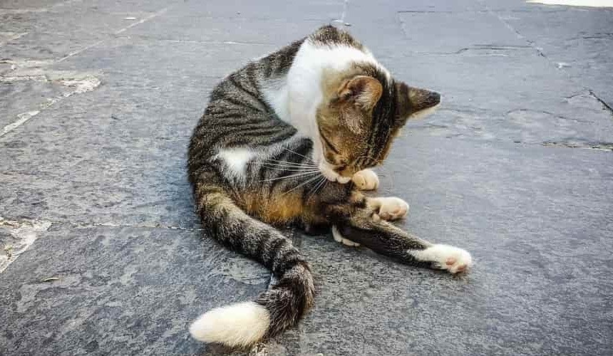Beim Fellwechsel wird häufig mehr geschleckt! Katze auf dem Boden schleckt sich das Fell