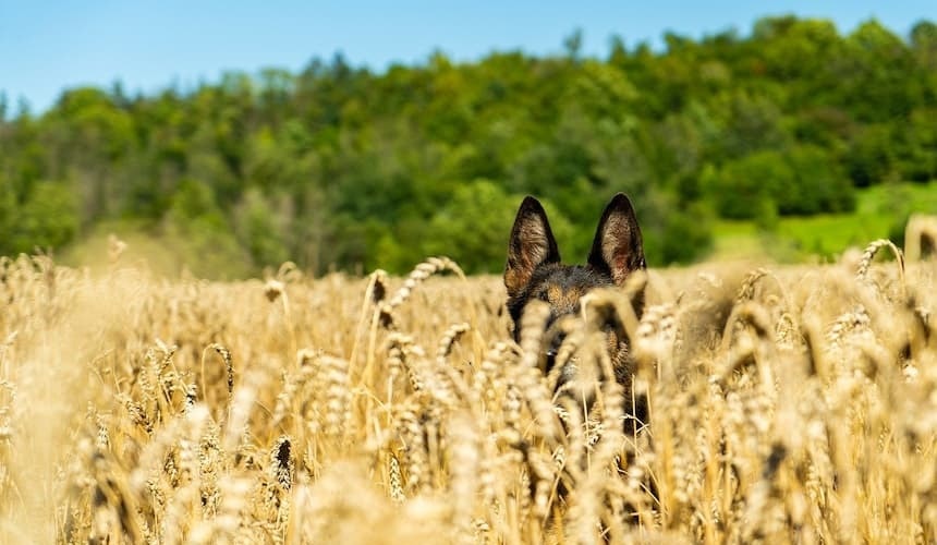 Hund versteckt sich im Getreidefeld Ein Hund sitzt im Kornfeld und ist hinter dem Getreide kaum noch zu sehen