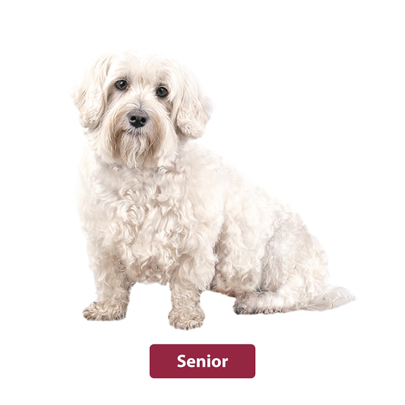 animonda Senior Hund animonda Senior Hundefutter