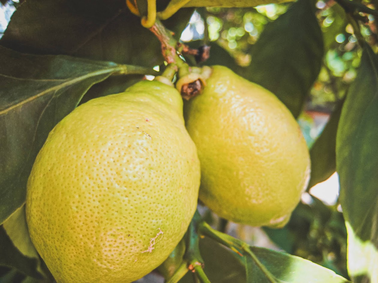 Sunelements Gewächshäuser mit Photovoltaik Teaser Bild 2